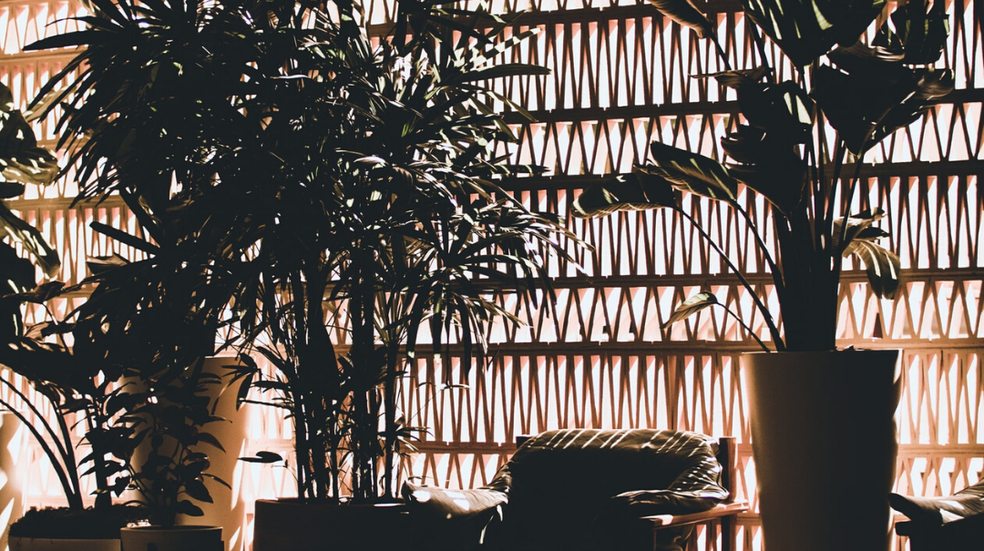 plantas interiores